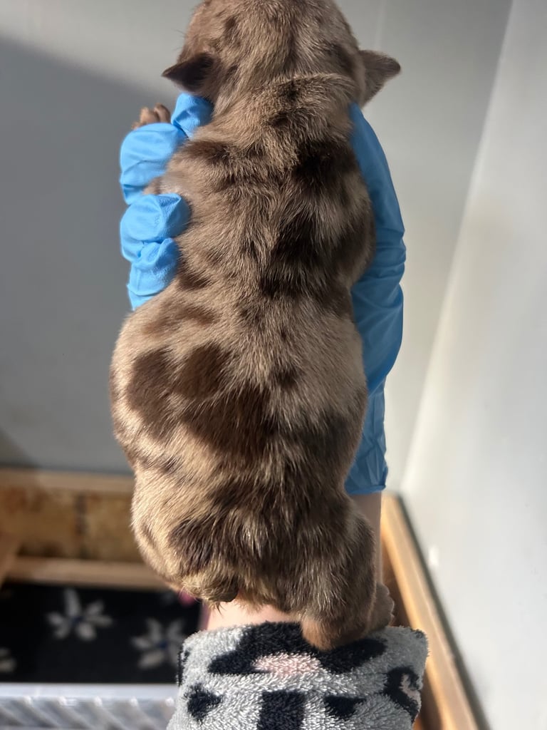 English Bull dog pups 