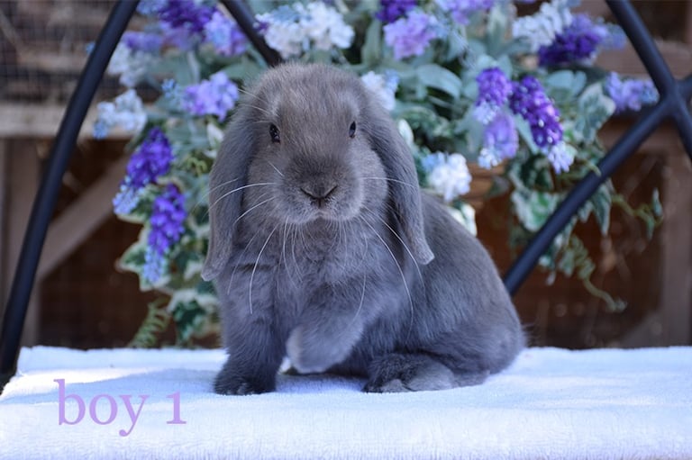 Beautiful pure mini lop bunnies 