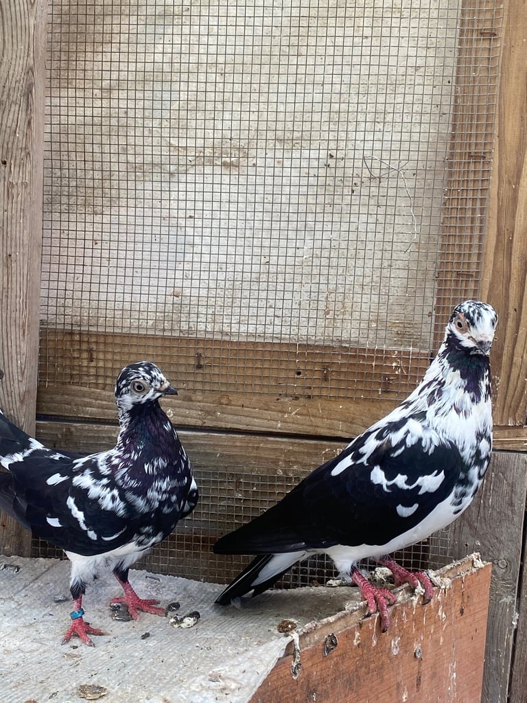 Beautiful Budapest pigeon pair,Beautiful Polish chicken , Englishwhite quil available read price  