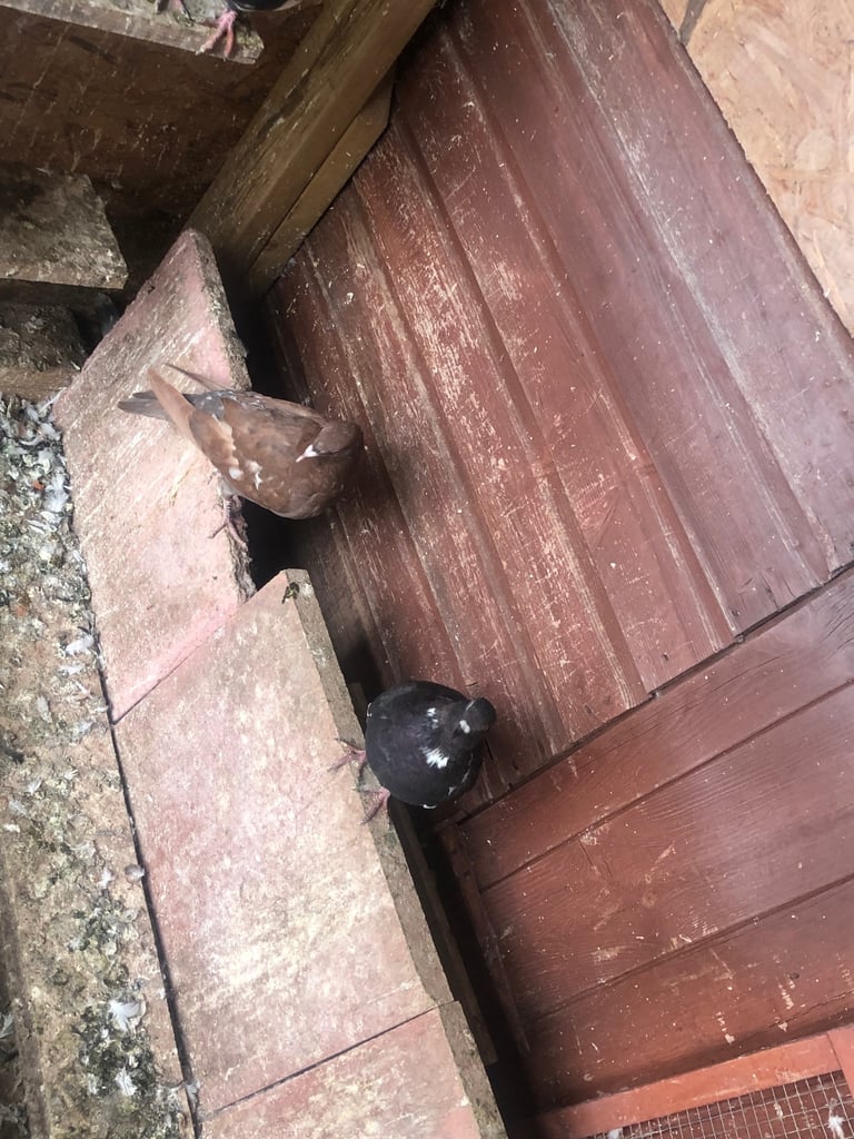 Pigeon 