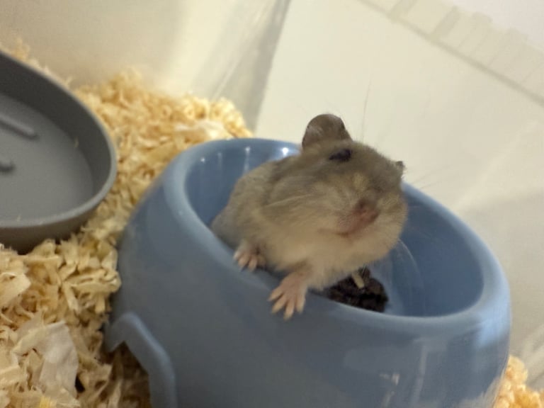 Russian dwarf hamster 