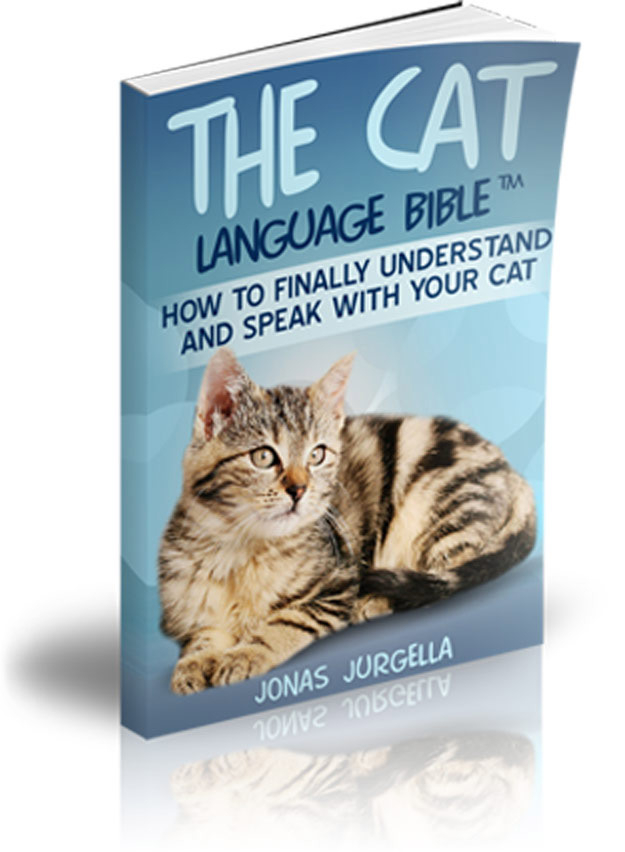 Breakthrough Japanese study shows that cats can understand human emotions, even words