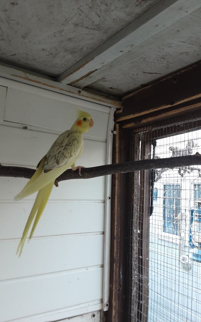 For sale a pair of cocktails 