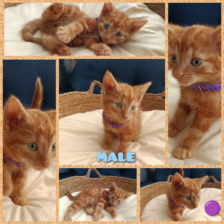 Adorable Kittens - domestic shorthair
