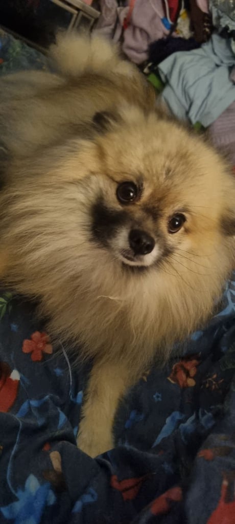 Pomeranian 