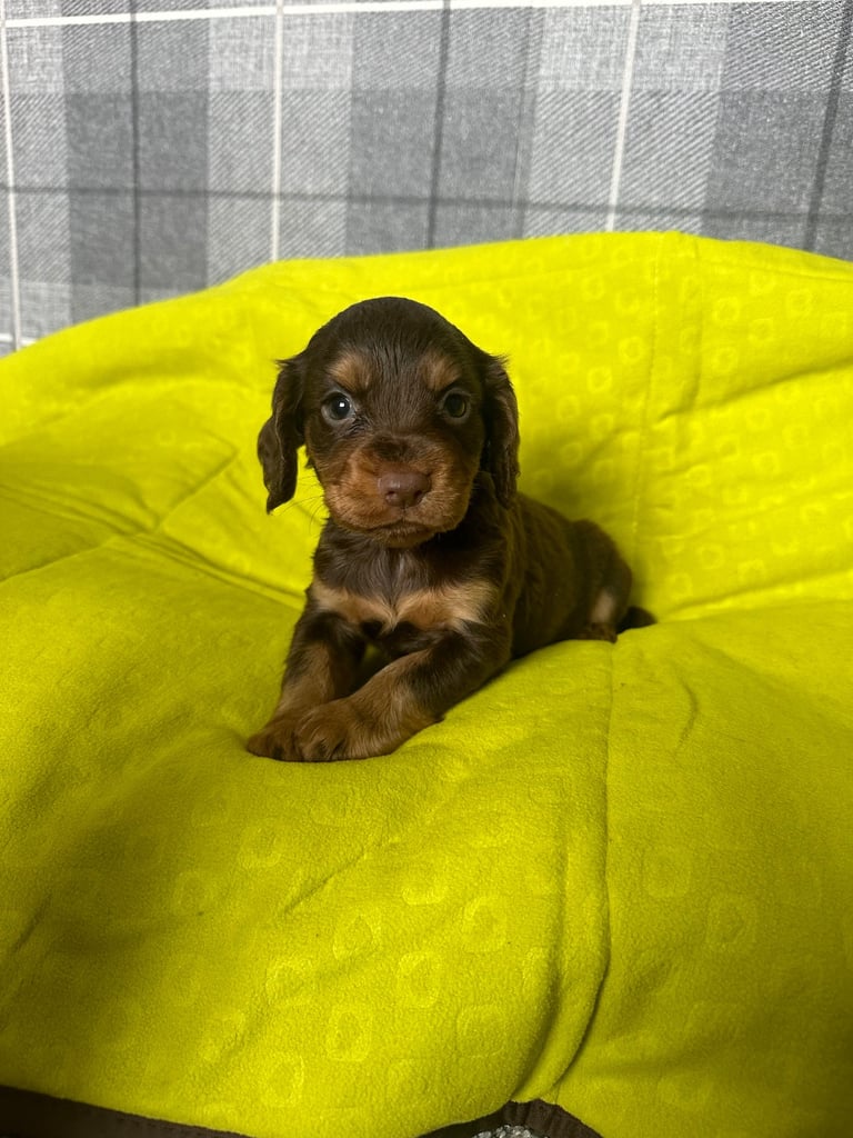 Cocker spaniel puppies field trial lines . 