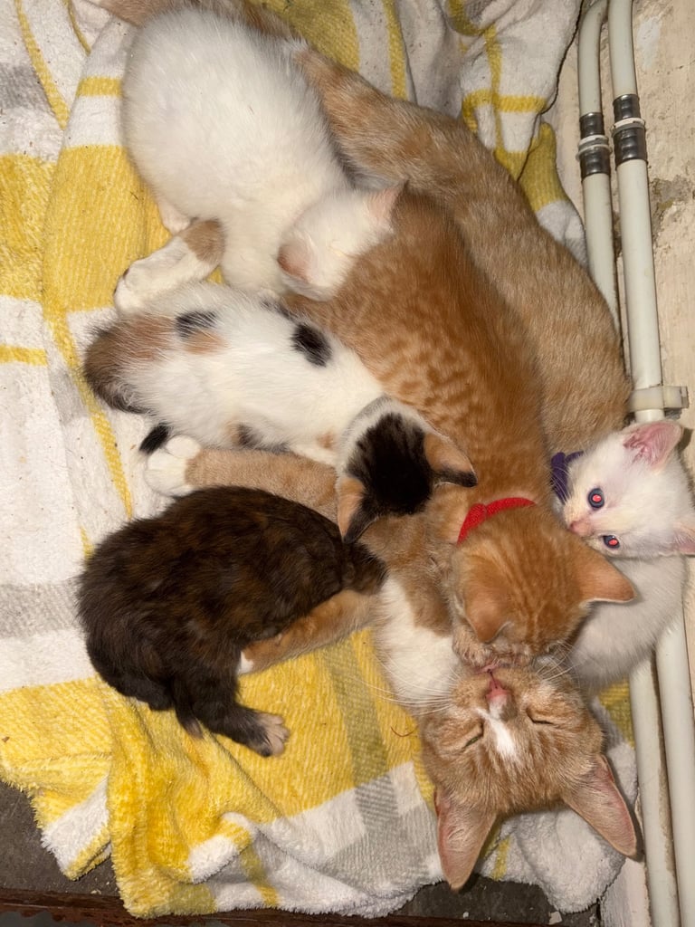 image for 5 beautiful kittens