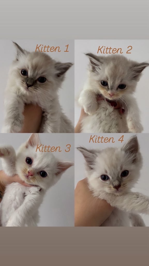 4 Gorgeous blue eyed half Siberian half Ragdoll