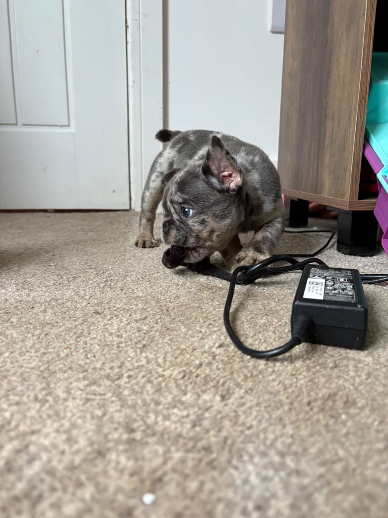 All Male French Bulldog Litter