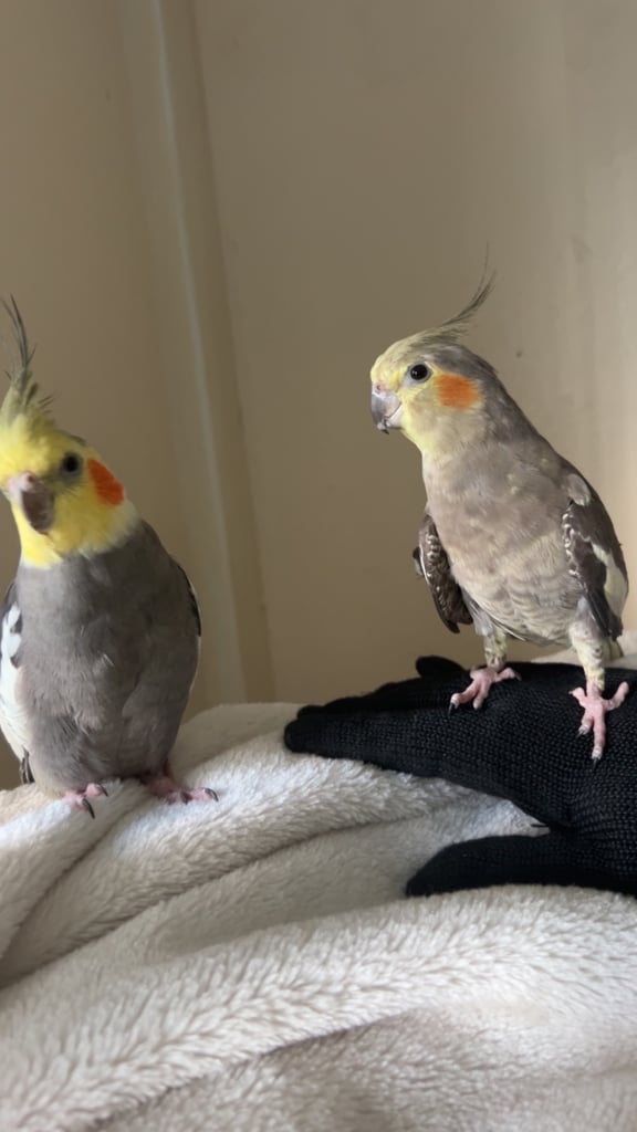 image for Male and female cockatiel 
