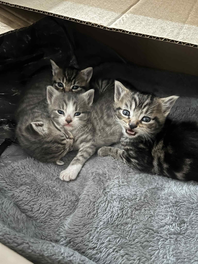 4 tabby kittens for sale