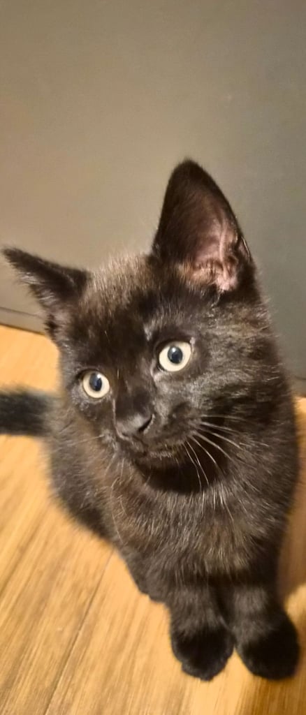 Stunning black kittens 