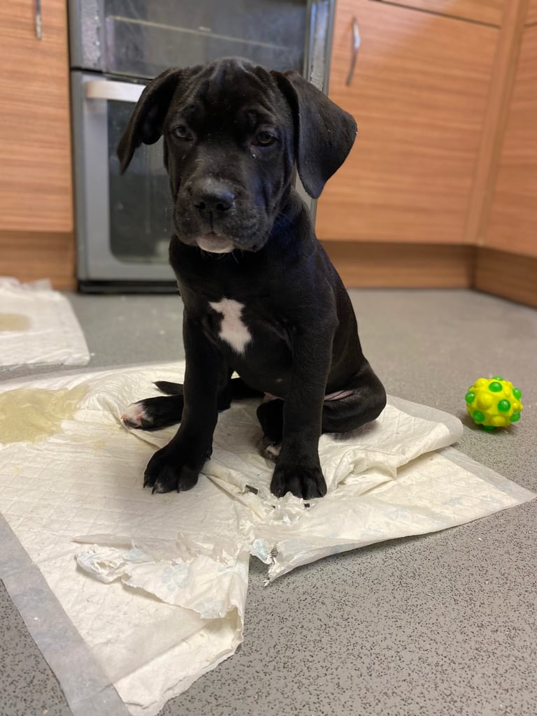 Beautiful 12-Week-Old Cane Corso Puppies Ready for Their New Homes
