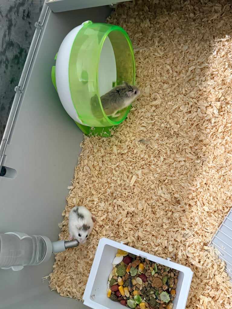image for DWARF HAMSTERS FOR SALE