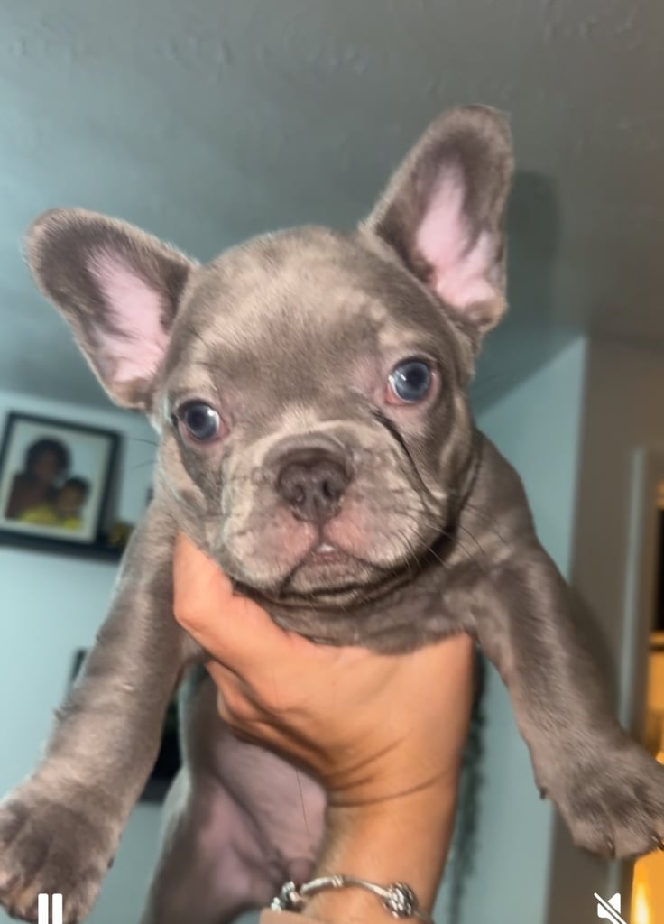 French Bulldog 