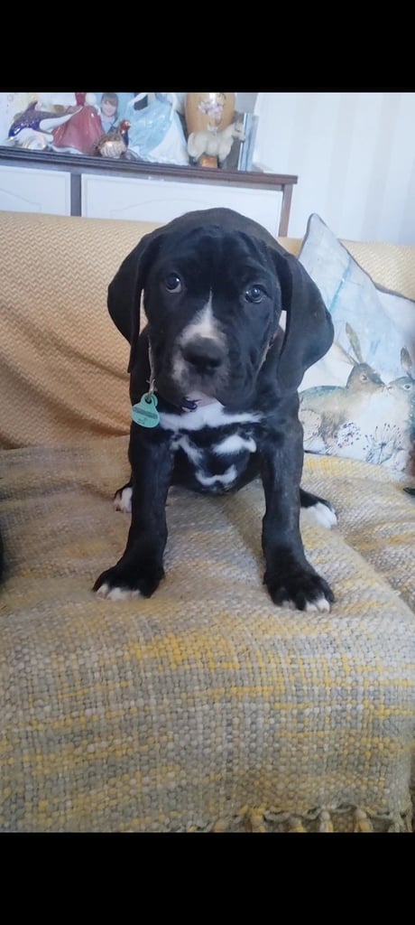 Cane Corso X puppies 