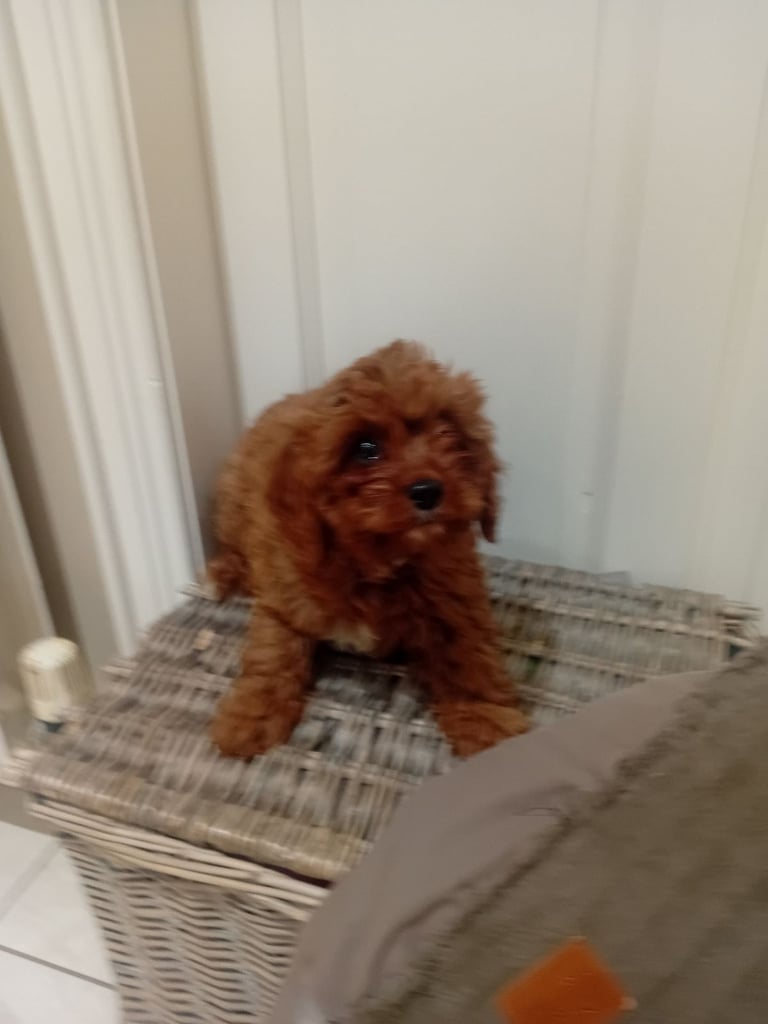 Cavachon