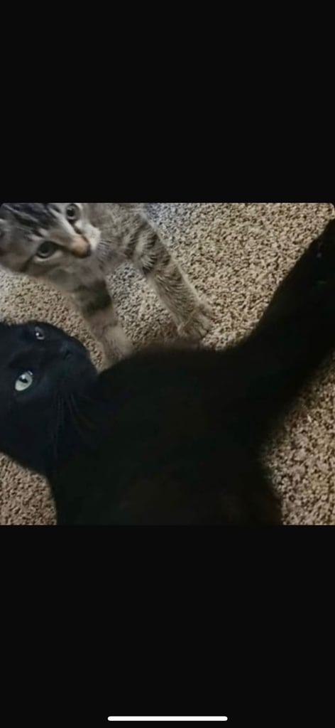 image for Beautiful Kittens Available 