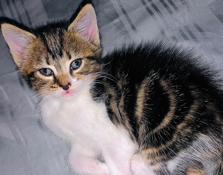 Female kitten ready to go to a loving home 