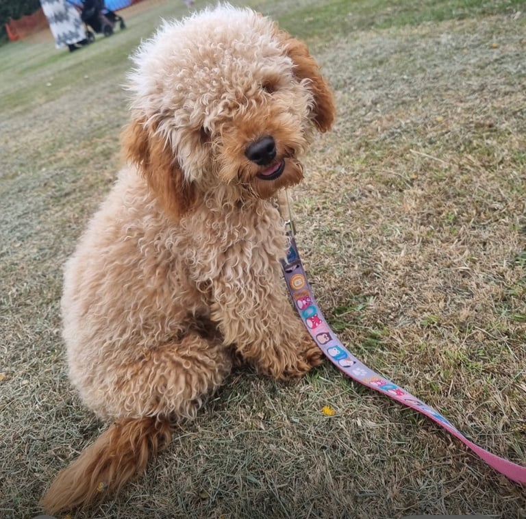Miniature Labradoodle-