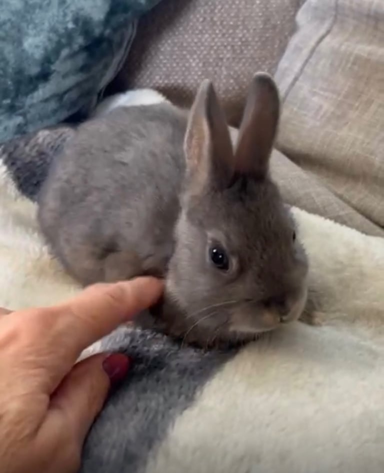 Beautiful baby Netherland Dwarf female 