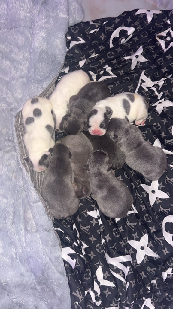 French bulldog pups 