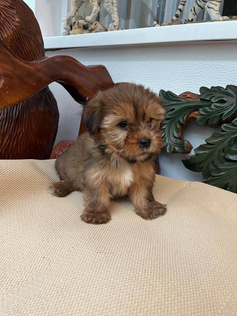 Shih tzu x yorkie