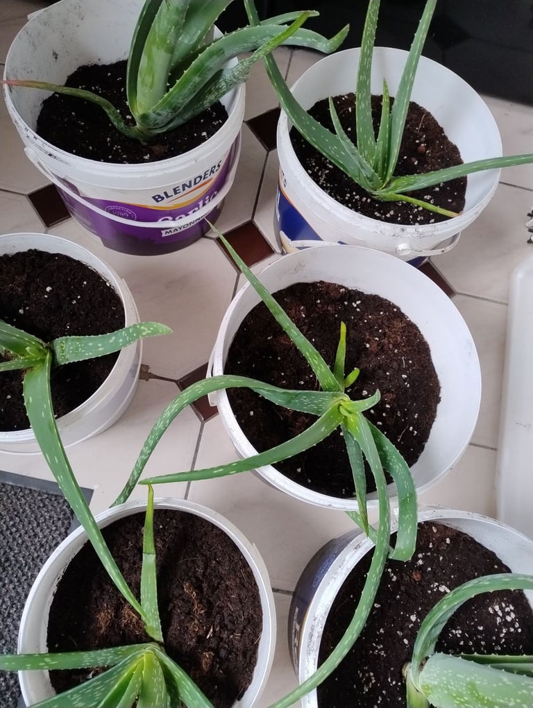 Variety of Aloe Vera Plants