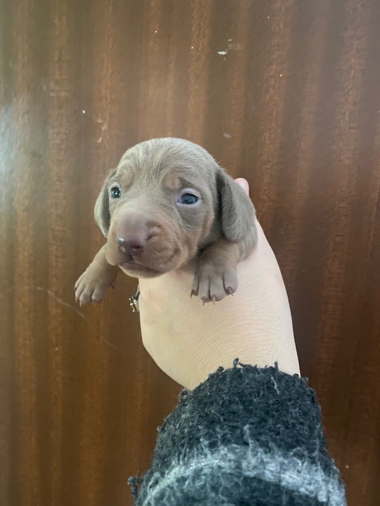 3 male miniature dachshunds