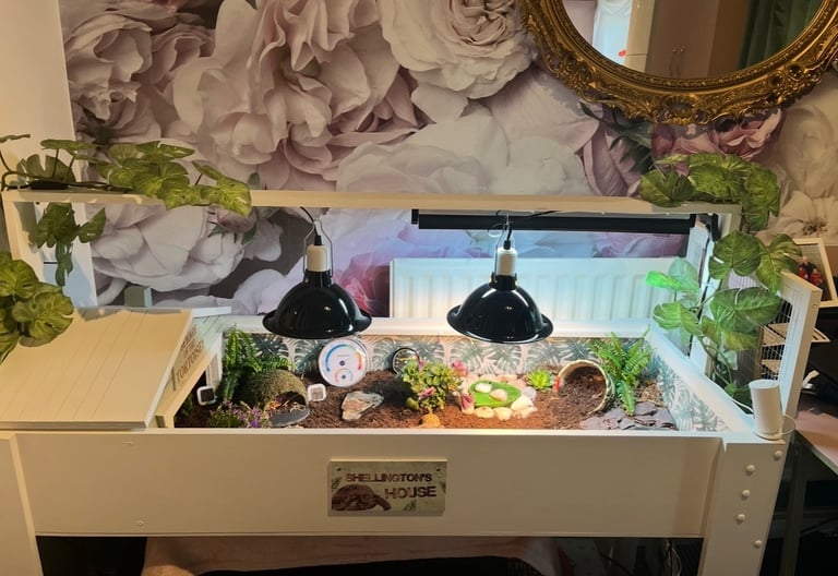 Tortoise table full setup 