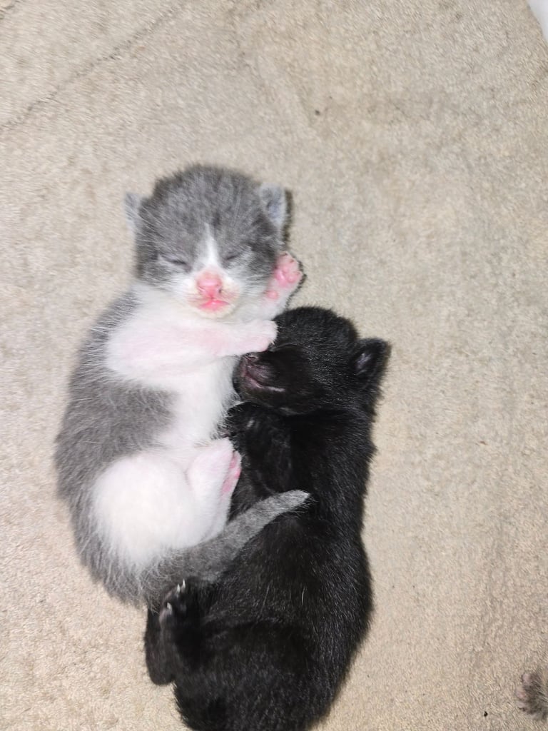 image for Girl Kittens For Sale 