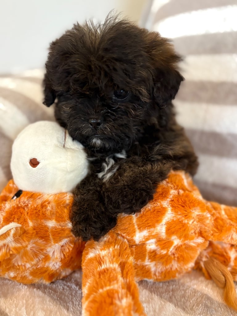 Shih Tzu x poodle 