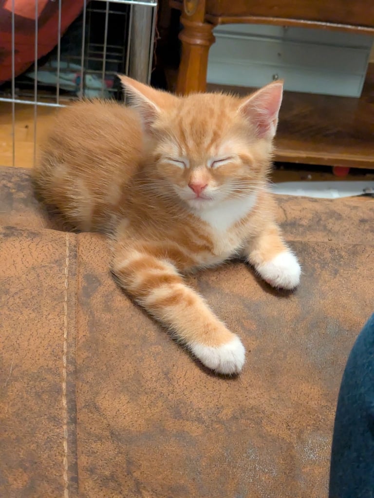image for Male mainecoon cross mackerel tabby