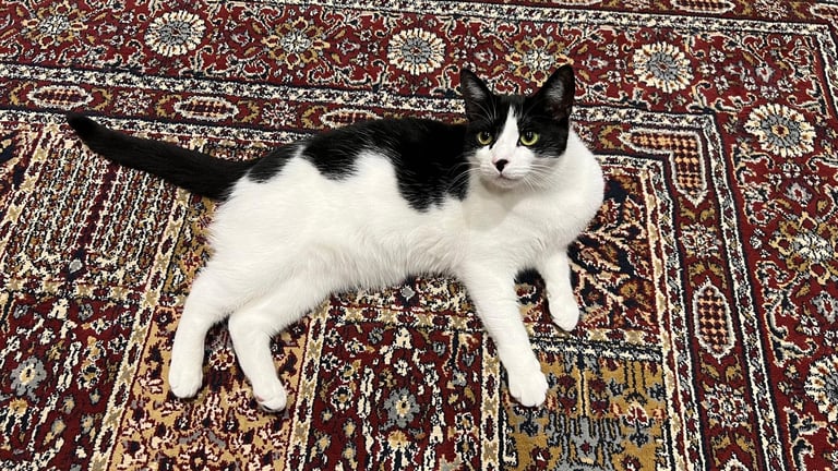 Black and white female cat