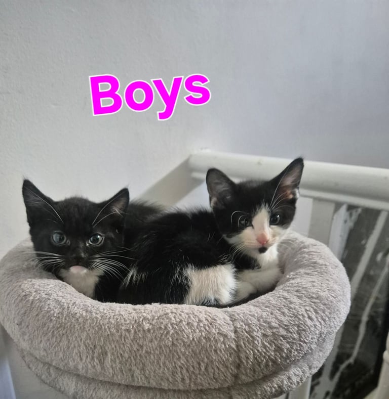 Beautiful Kittens Ready for Forever Home 
