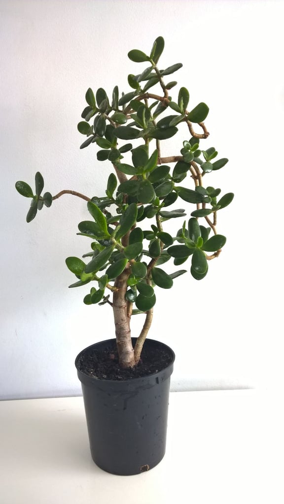 image for 16 Years Old Money Tree/Jade Plant Succulent Bonsai.
