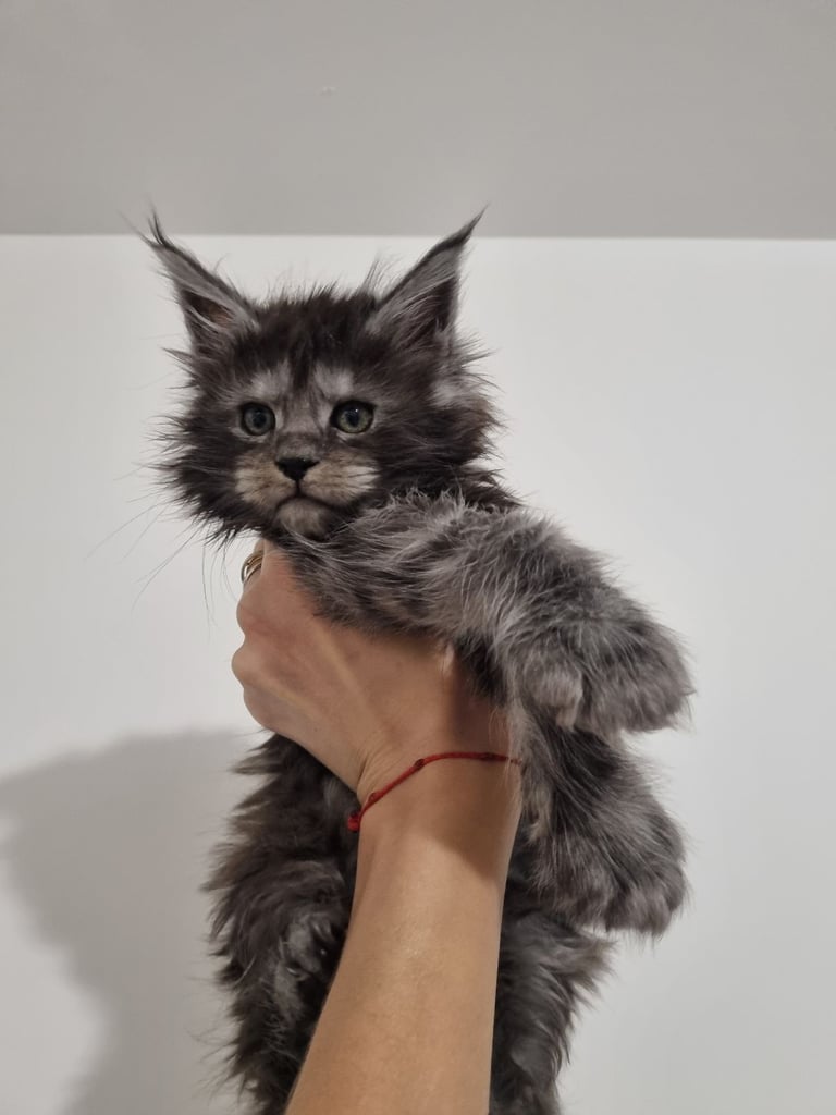 image for King Size Purebred Maine Coon kittens 