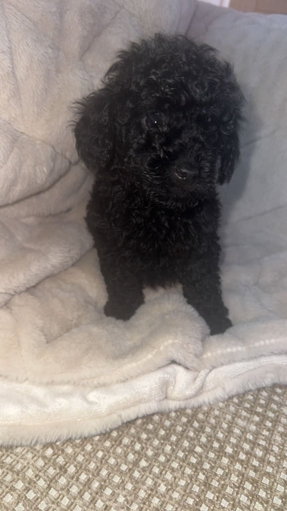 Beautiful miniature poodles