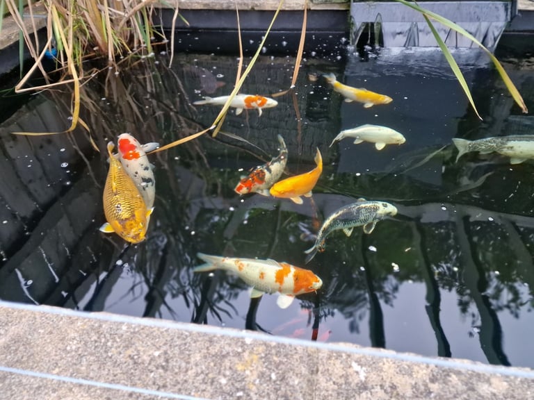 Koi
