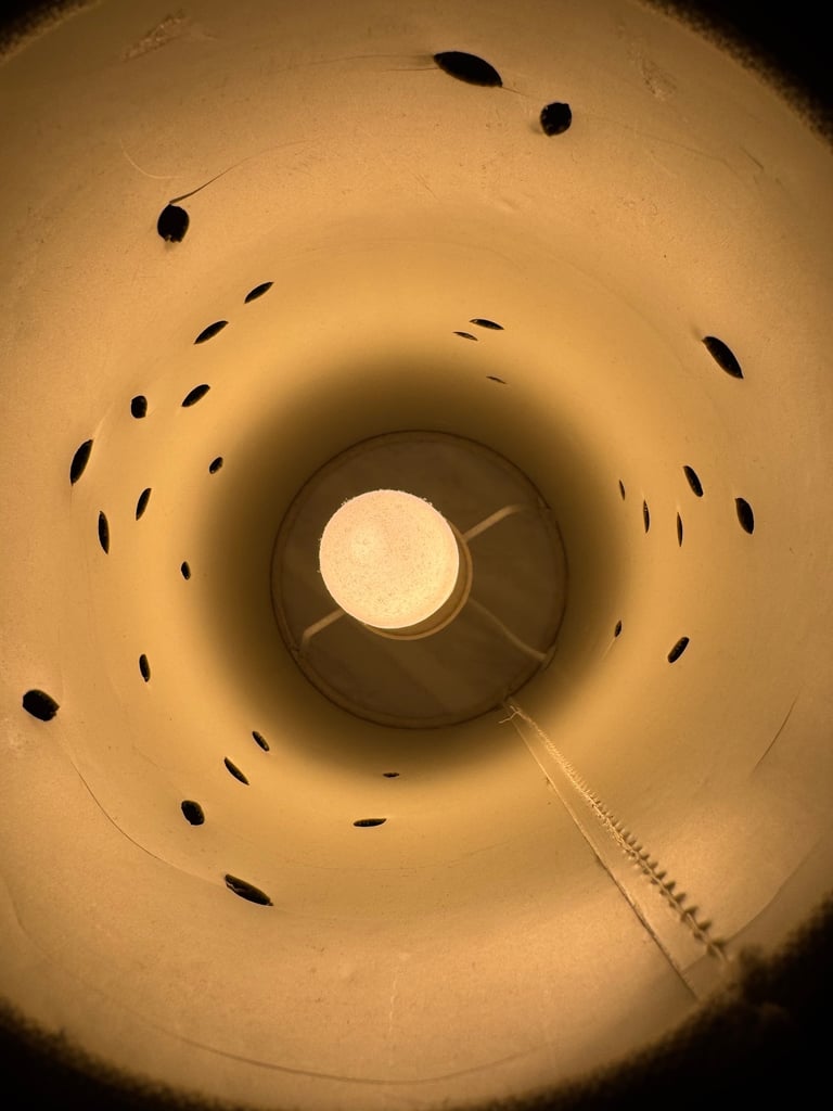 Giraffe light 