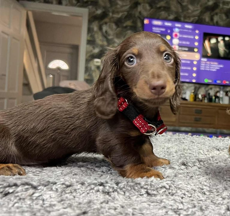  📢 REDUCED  miniature longhaired dachshund boy