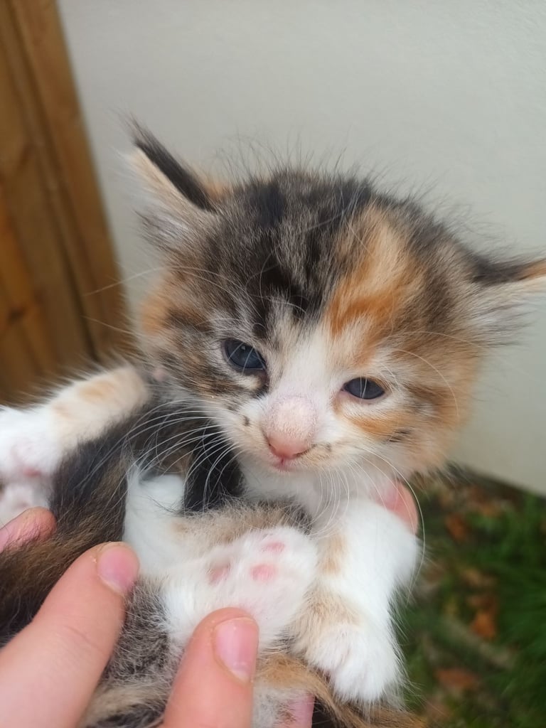 6 Kittens and Mother For Sale