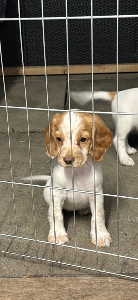 image for Gorgeous Cocker Spaniel puppies