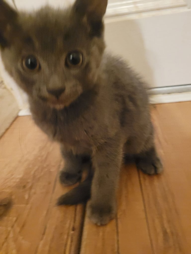 3 Ragdoll maine-coon x Blue Russian kittens ready to go. £350