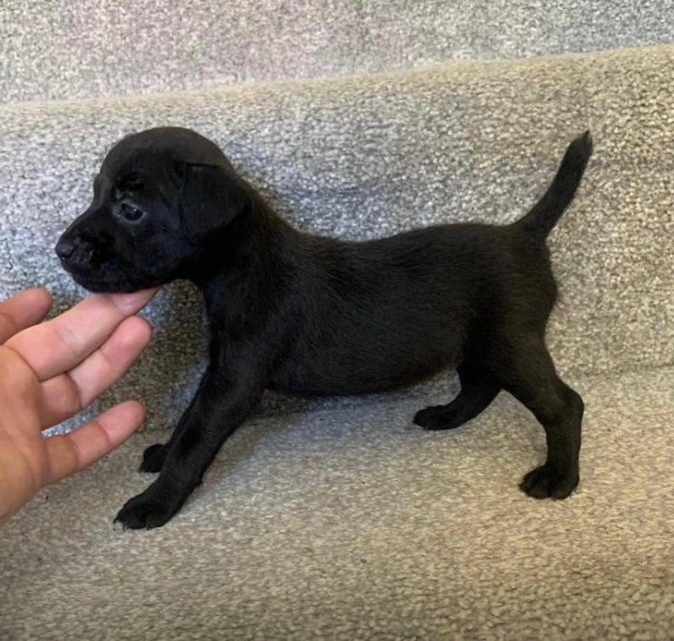 image for Patterdale terrier puppies 