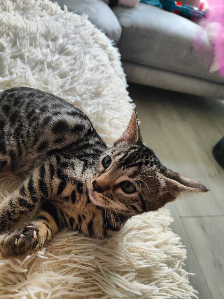 Charcoal/silver bengals