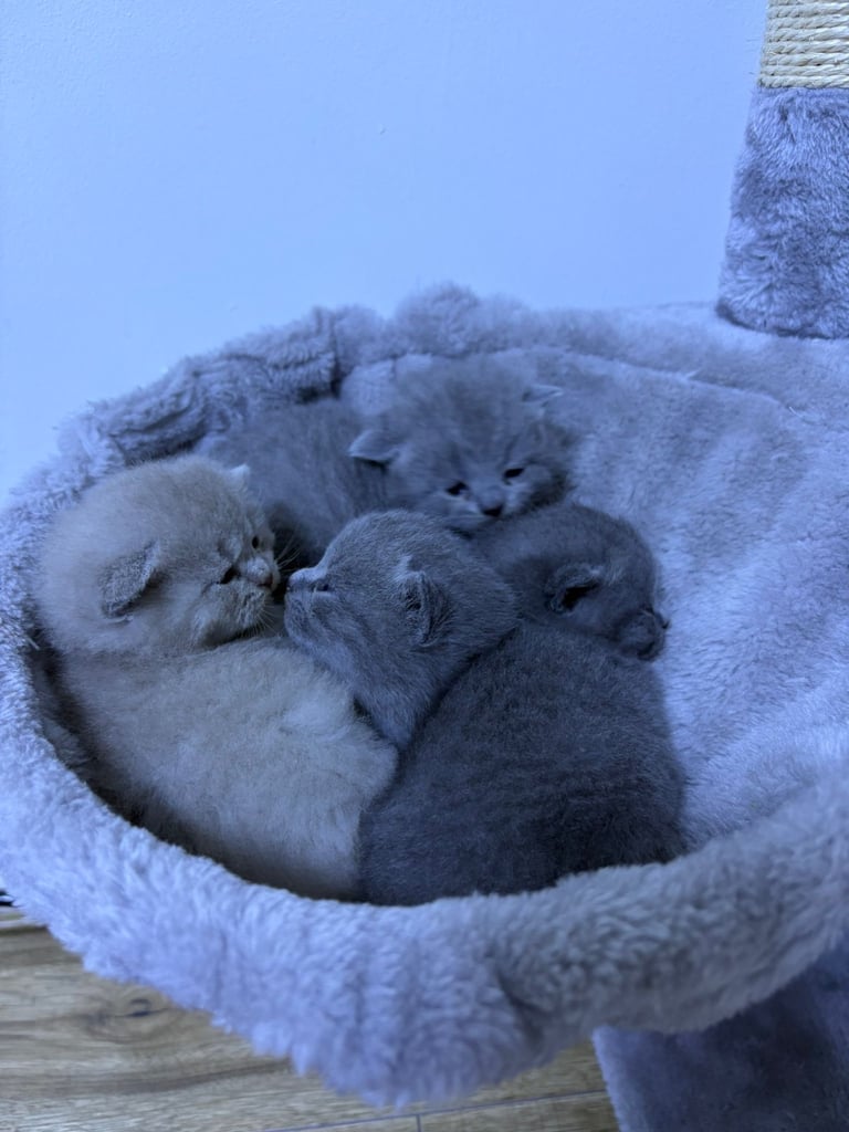 Kitten biritish shorthair 