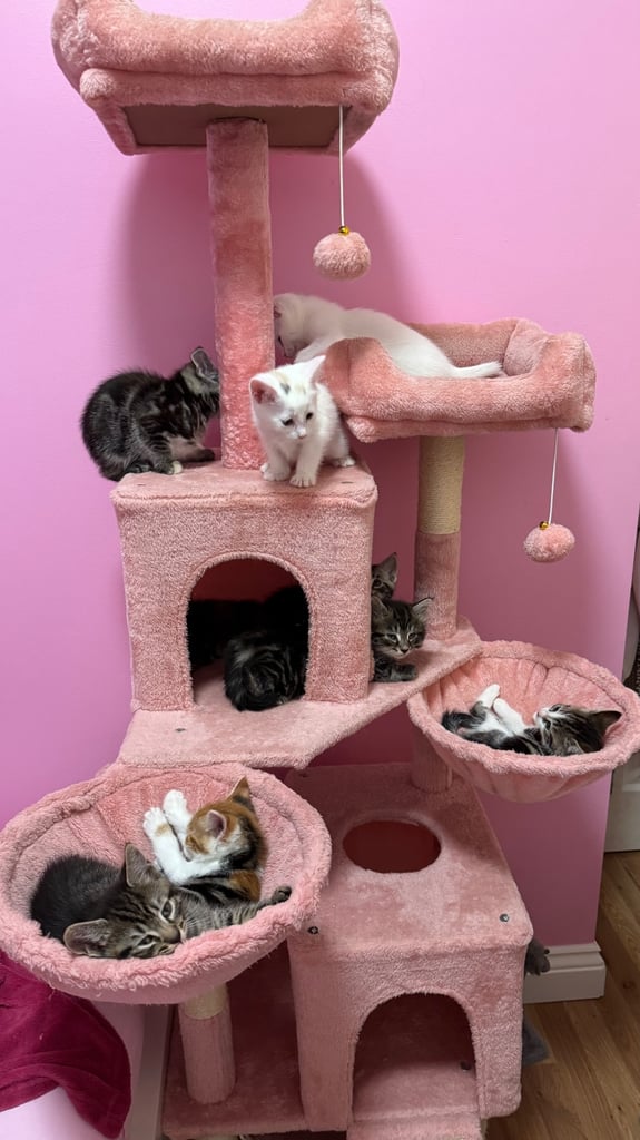 Kittens looking for forever home