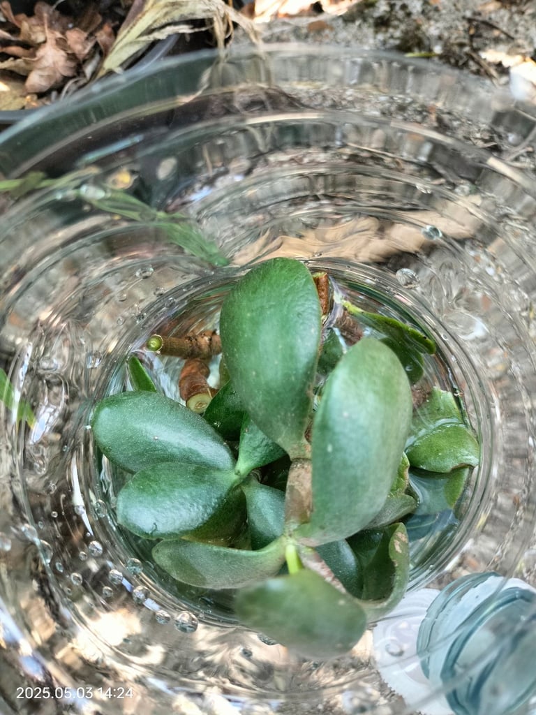 image for Money plant Chinese Jade plant cuttings leafs can deliver free Southampton 