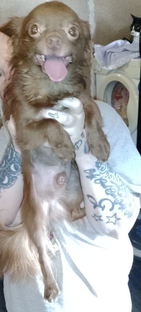 Only 2 left,,, Pure Bred long haired Chocolate Chihuahuas 